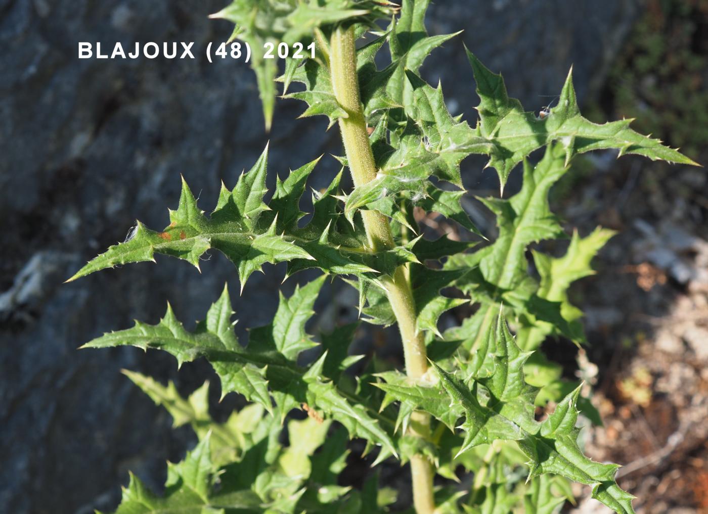 Globe-thistle, Pale leaf